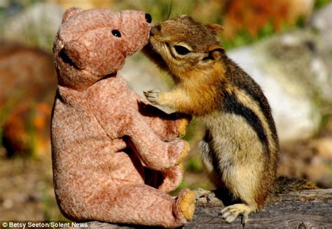 Love At First Bite Chipmunk Shows His Affection For Teddy