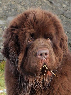 We take a $300 deposit to secure your place on our waiting list. Brown Newfoundland #dog - Dexter | Kennel Newgraden | Big ...