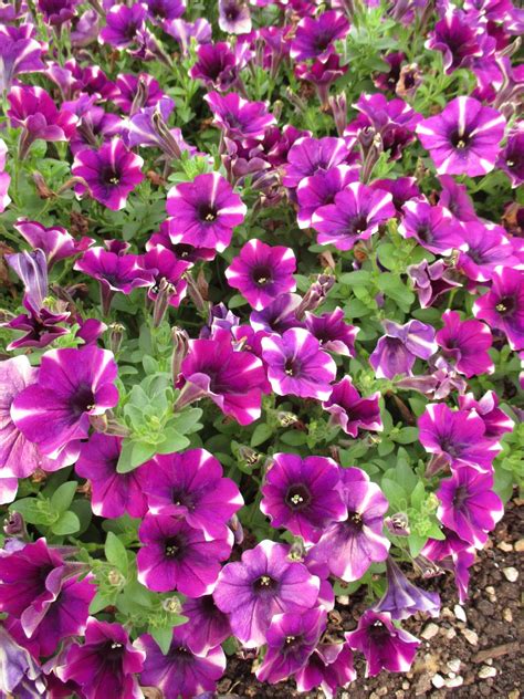 Find an overview of the petunia assorment from kientzler young plants: Rotary Botanical Gardens - Hort Blog: Plant Petunias!