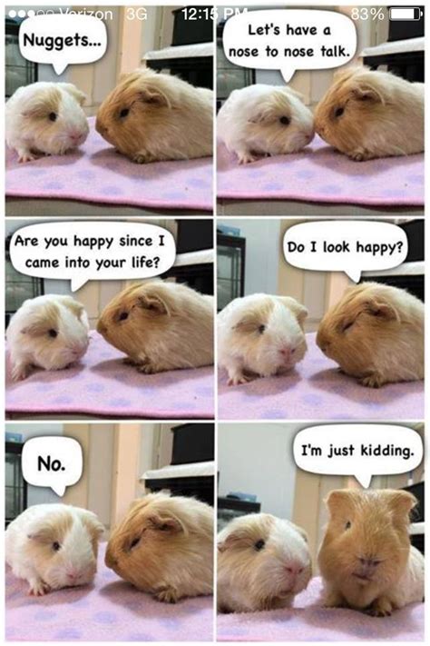 Funny pig famous quotes & sayings. Pin on for Guinea Pigs
