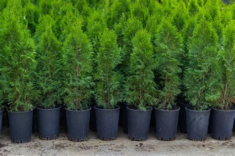 Everything You Need To Know About Emerald Green Arborvitae Trees