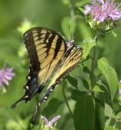 Female Eastern Tiger Swallowtail Nef Papilio Glaucus Henryr
