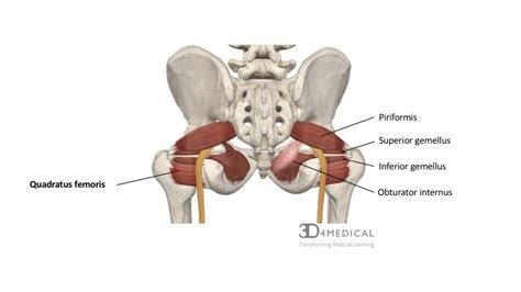 Muscles – Advanced Anatomy 2nd. Ed.