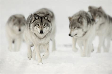 Grey Wolf Pack Hunting