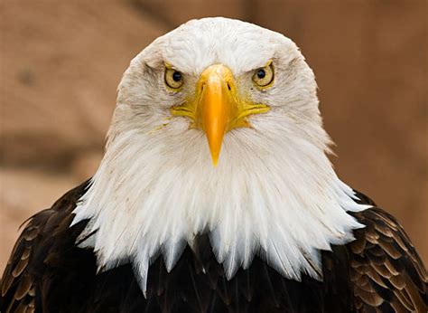 Eagle Beak Front