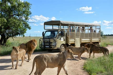 Half-Day Lion Safari Park Day Tour - Johannesburg | Spurwing Tourism