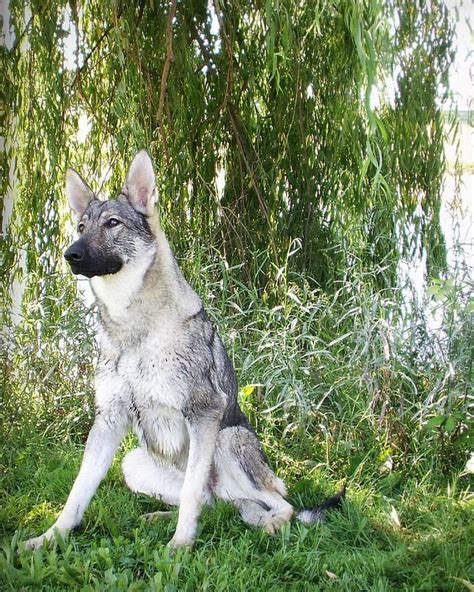 German Shepherd Puppies Silver Sable Pets Lovers