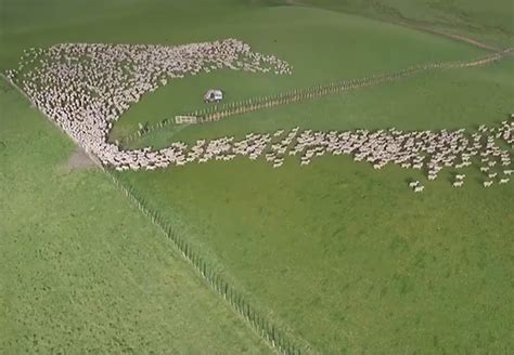 New Zealand Farmer Films His Flock Of Sheep With A Drone And Captures