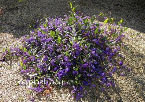 Vine with purple flowers arizona. Purple Lilac Vine Archives - Ramblings from a Desert Garden