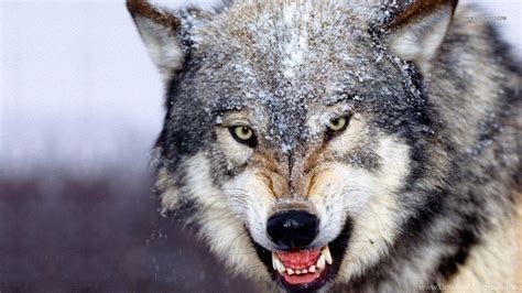 Scary Wolf Wallpapers Top Free Scary Wolf Backgrounds Wallpaperaccess