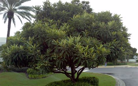 Plant at least two pear varieties to ensure a good fruit set. Buy Loquat Tree For Sale Online From Wilson Bros Gardens