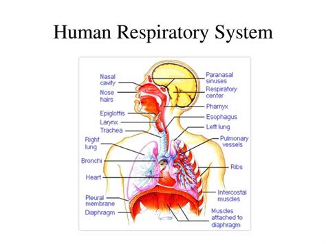 Labeled Diagram Of The Respiratory System Of A Human