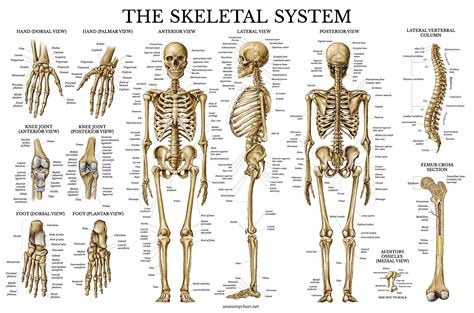 Human Bone Anatomy Chart The Human Skeletal System Anatomical Poster