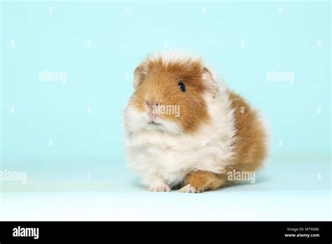Us Teddy Guinea Pig Seen Head On Studio Picture Against A Light Blue