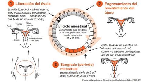 Conoce Las Fases De Tu Ciclo Menstrual Y C Mo Se Relacionan Con La Luna La Silla Rota