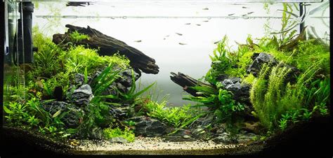 Aquascaping Guide How To Create An Underwater Paradise