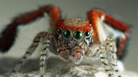 Bbc Earth Ten Spiders That Are Surprisingly Beautiful