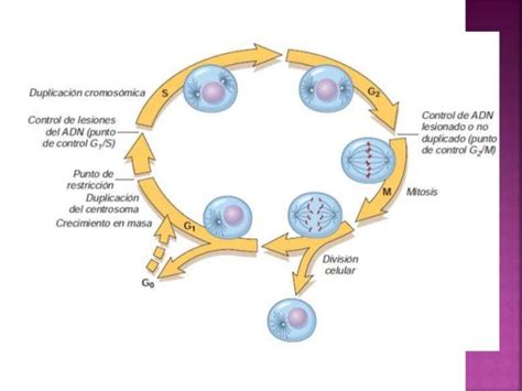 Acontecimientos Moleculares Del Crecimiento Celular