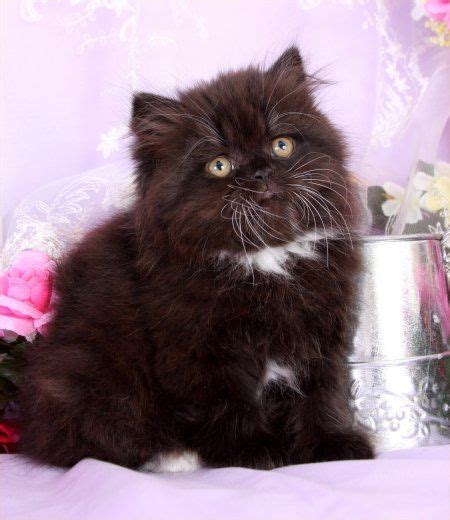 The foundation of the munchkin breed was. Black & White Kittens | Persian cat, Munchkin cat