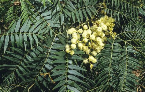 Acacia elata | Australian Plants Society