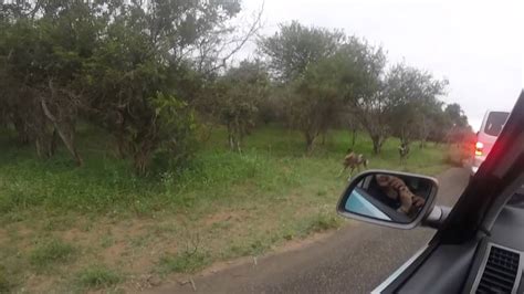 Wild Dogs With A Portion Of Impala Kill Youtube