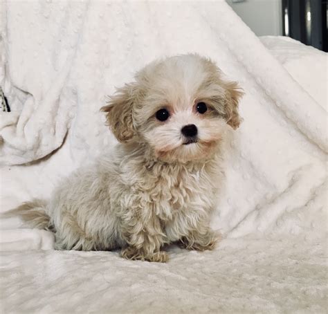 Teacup Maltipoo Puppy For Sale Los Angeles California Iheartteacups