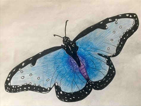 Draw A Butterfly Challenge Winners Amnh