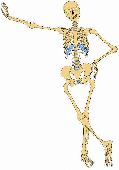 Skeleton Human Clip Skeletal System Outline Clipart