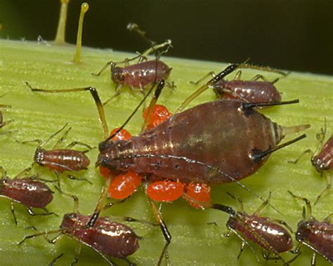 http://www.influentialpoints.com/Blog/Mites_parasitizing_aphids_and_predatory_mites_mid-winter_2015.htm