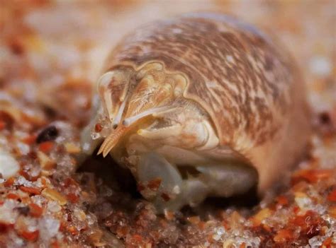 How To Get Rid Of Sand Fleas Control Prevention Guide