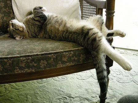 Wallpaper anak kucing lucu dan menggemaskan terbaru sleeping cat remaja cantik gosip jari yang. Posisi Lucu Kucing Lagi Tidur | Gosip Gambar