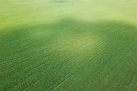 Aerial View Of A Green Corn Field Corn Aerial Stock Image Image Of