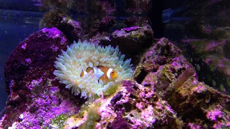 Oscellaris Clownfish Hosting Bubble Tip Anemone Youtube