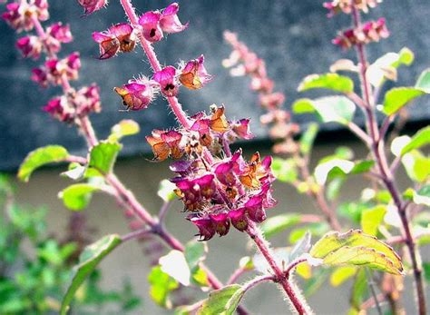Tulsi The Queen Of Herbs According To Ayurveda
