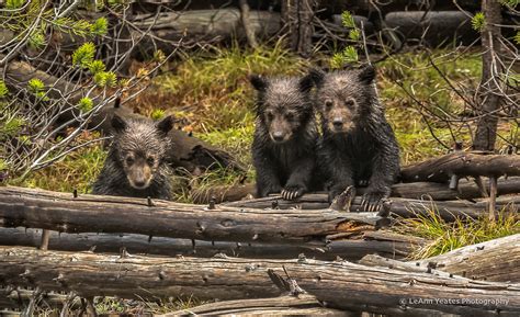 Yellowstone Grizzly Triplets These Grizzly Bear Triplets A Flickr