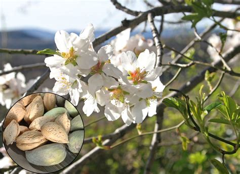 L'amandier : variétés, culture, entretien, récolte