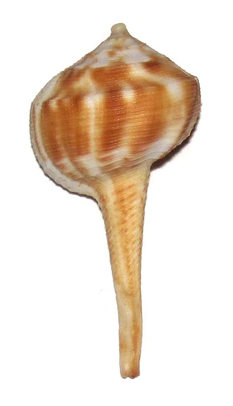 Tudicla Inermis Turbinellidae Specimen Sea Shell Picture Ts111053 West