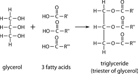142 Lipids And Triglycerides Chemistry Libretexts
