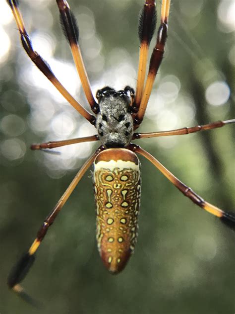 Close Up Of A Banana Spider I Got Today Definitely My Favorite Spider