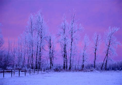 Purple Winter Sky Photograph By Linda Rich