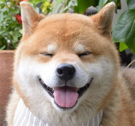 Coming soon, shiba inu bone, takes the. Chú chó Shiba Inu Ryuji thành thánh biểu cảm nhờ loạt ảnh ...