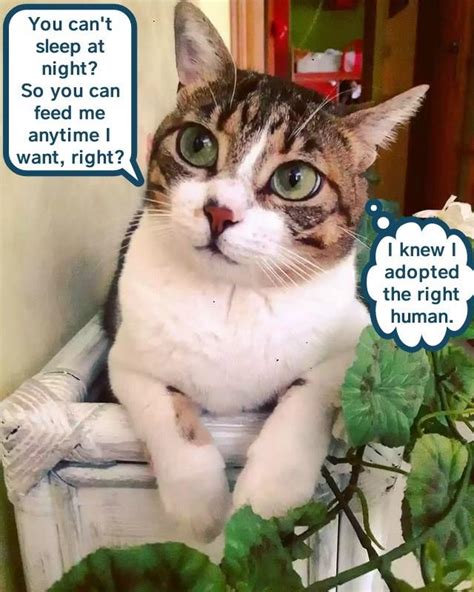 Maybe you would like to learn more about one of these? I knew I adopted the right human - Lolcats - lol | cat ...