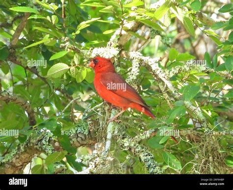 Northern Cardinal Male Stock Photo Alamy