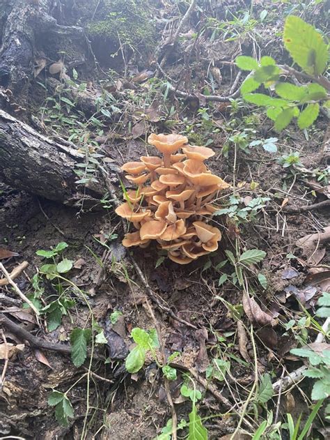 Central Tx Bastrop Co Are These Chanterelles Or The Poisonous Jack O