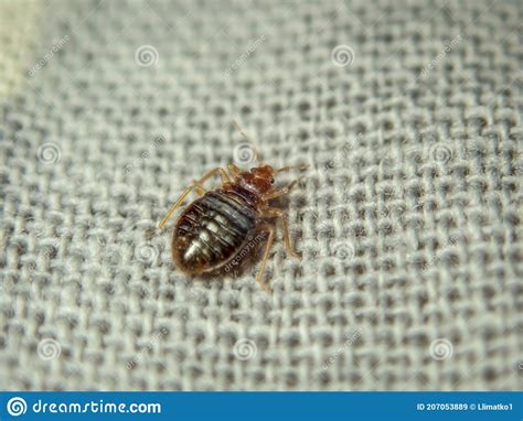 Bed Bug Crawling On The Sheet Household Parasite Stock Image Image