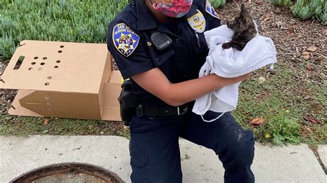 Kitten Rescued From Storm Drain Youtube
