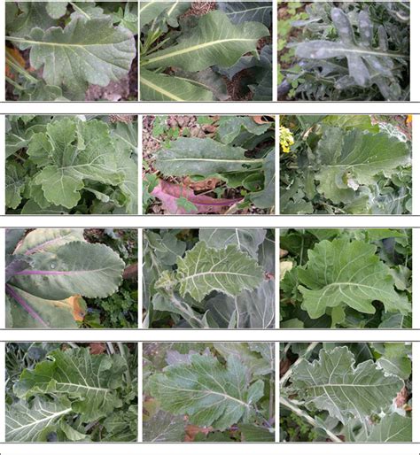 3 Plant Morphological Diversity Of Brassica Wild Species Download