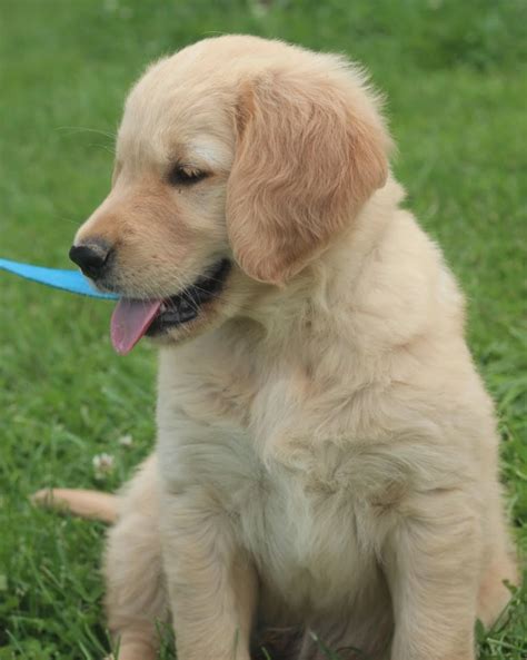 Akc Golden Retriever Puppy For Sale From Windy Knoll Goldens Windy