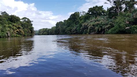 Free Picture Flood Rainforest River Tropical Landscape Shore
