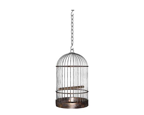 Cage Bird Png Transparent Image Download Size 800x640px